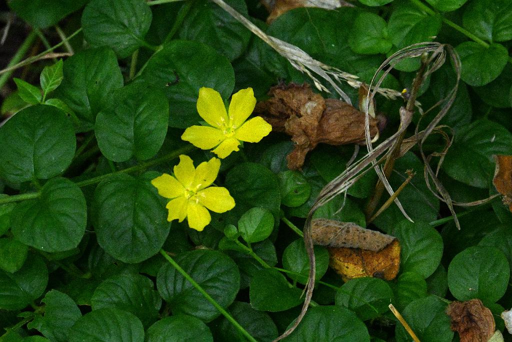 2025-06279180 Broad Meadow Brook, MA.JPG - Creeping Jenny (Lysimachia nummularia). Broad Meadow Brook Wildlife Sanctuary, MA, 6-27-2025